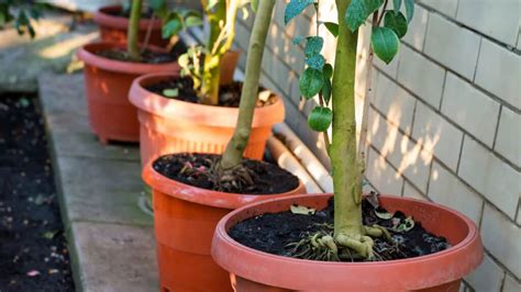 10 Fruit Trees You Can Grow in Pots (and How to Plant Them) | Power of ...