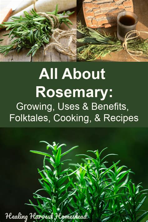 Everything about rosemary 10 benefits uses folklore recipes and the science of the herb – Artofit