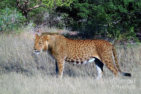 Spotted Lion Photograph by Science Photo Library - Pixels