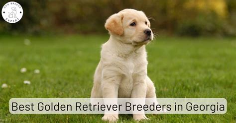 Golden Retriever Breeders in Georgia [2024] | List of 8 Local Breeders