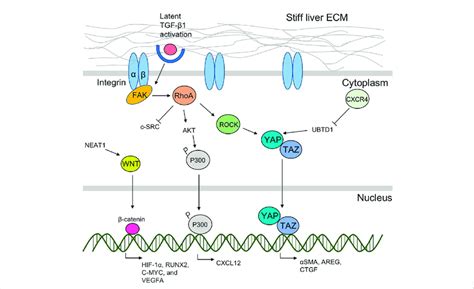 A scheme of liver ECM stiffness-regulated sensing and... | Download Scientific Diagram