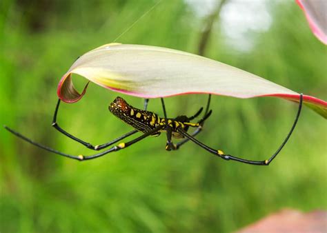 5 Types of Banana Spiders (From Harmless to Venomous) | Storyteller Travel