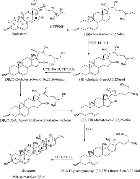 Proposed pathway leading form cholesterol to diosgenin. CYP90B1 steroid... | Download Scientific ...