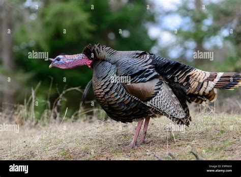 Gobbling Wild Turkey, Western Montana Stock Photo - Alamy