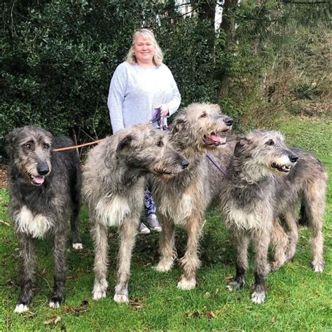 22 Photos of Irish Wolfhounds Prove They Are Just Gentle Giants | Irish ...