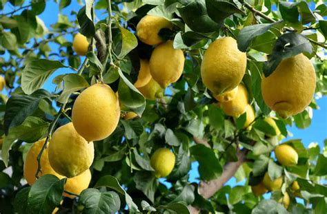 What are the different types of lemon varieties? – Homeperch