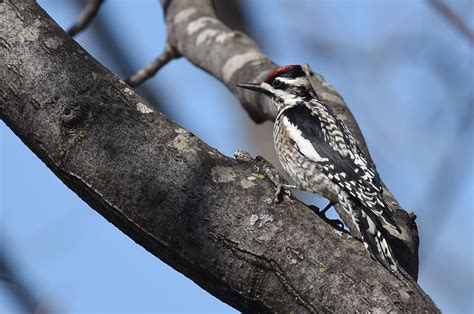 Yellow-bellied Sapsucker | Audubon Field Guide