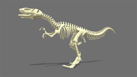 Dinosaur-skeleton 3D models - Sketchfab