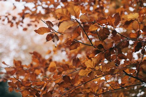 Brown Leaves Photo · Free Stock Photo