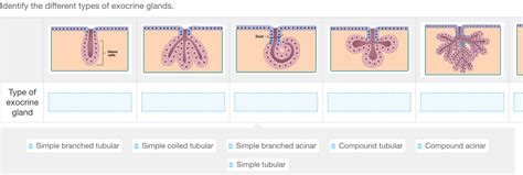 Solved Identify the different types of exocrine glands. | Chegg.com