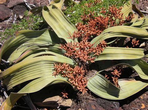 Welwitschia Mirabilis Welwitschia Namibia Can Grow 2000 Years | Etsy