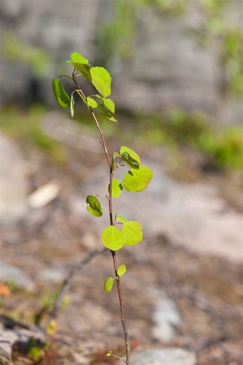 How To Plant Aspen Saplings: Tips For Planting A Young Aspen Tree