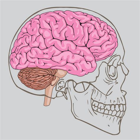 Human Brain Skull Anatomy