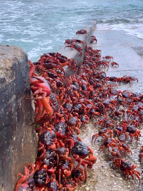 Millions of red crabs take over Christmas Island on yearly migration ...