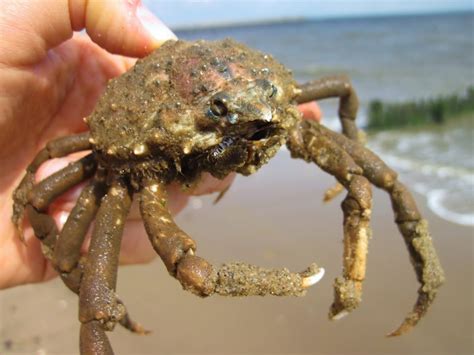 Spider Crab - Barnegat Bay Partnership