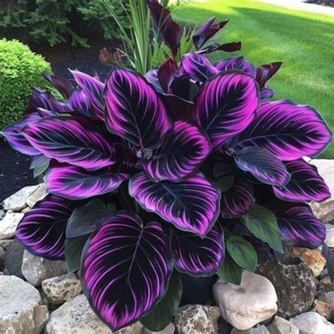 25+ Seeds Purple Tip Calathea Couture Flower Indoor or Outdoor ...