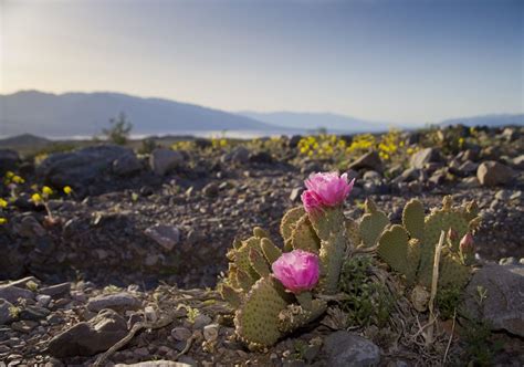 Cactus and Cactus Flowers: Photos From Phoenix, Arizona