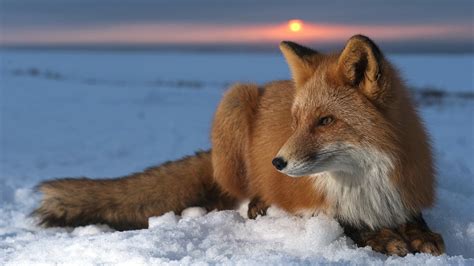 Fox Wallpapers - Top Free Fox Backgrounds - WallpaperAccess