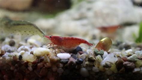 Red Cherry & Amano Shrimp Size Comparison - YouTube