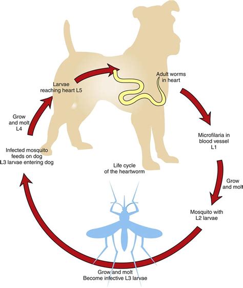 Dirofilaria Immitis Life Cycle