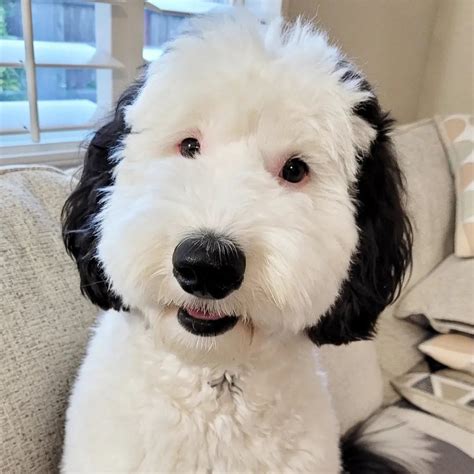 "Snoopy esiste davvero": ecco il cane Bayley, il sosia dell'amico di Charlie Brown - La Stampa