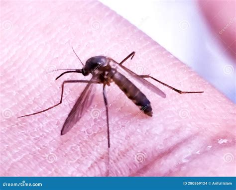 Dangerous Malaria Infected Mosquito Skin Bite. Stock Photo - Image of ...