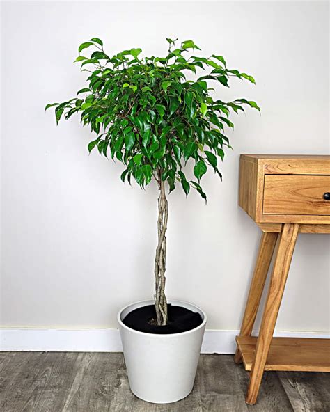 Real Indoor Ficus Tree