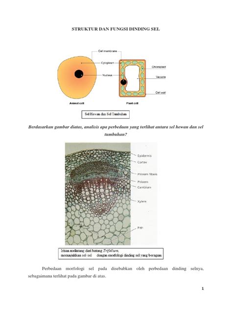 Perbedaan Antara Selulosa Dan Hemiselulosa | PDF