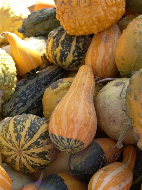 Preserving Ornamental Gourds | ThriftyFun