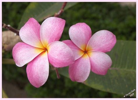 Frangipani, Hawaiian Lei Flower. | Hawaiian lei flower, Flower lei, Flower meanings