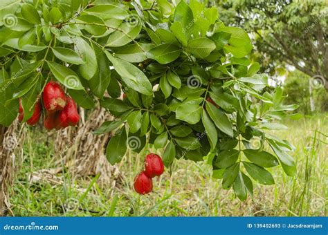 Blighia Sapida Tree Side Branch Stock Image - Image of foods, bunches ...