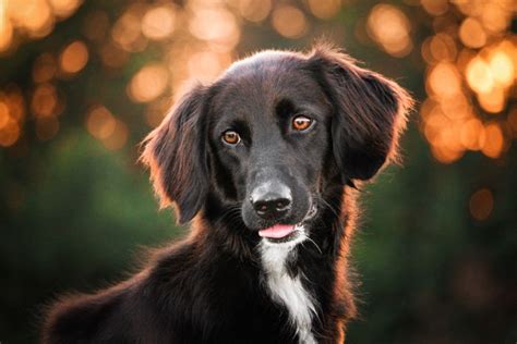 15 Best Dog Photography Tips (For Perfect Pet Portraits)