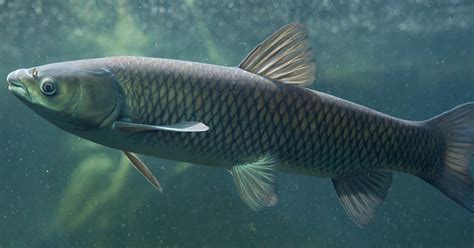 Ctenopharyngodon idell - Grass Carp | FRESHWATER FISHES OF SRI LANKA