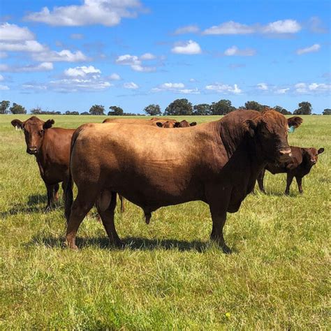 Red Angus Bulls for Sale | Beermullah Beef