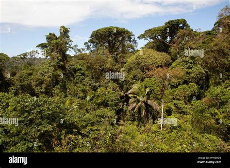 Costa Rica Rainforest Stock Photo - Alamy