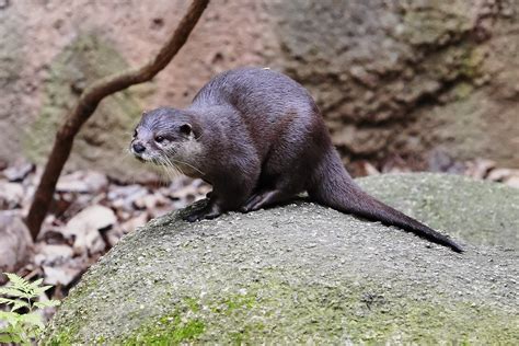 Small Clawed Otters | Amazing Facts & Latest Pictures | All Wildlife Photographs