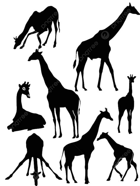 Set Of The Silhouettes Of The Giraffe Isolated Wild Zoo Vector, Isolated, Wild, Zoo PNG and ...