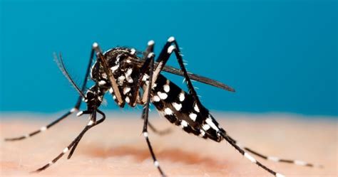 6 things you didn't know about Aedes mosquitoes.