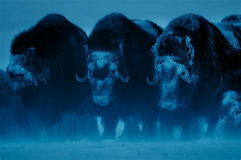 A herd of musk ox in the middle of a blizzard in the Arctic. : r/badassanimals