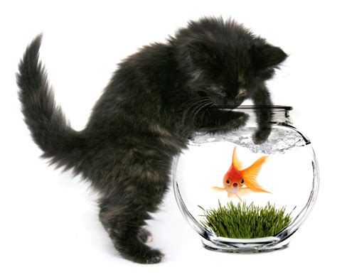 How Cats Hunt: Feline Hunting Behavior Explained