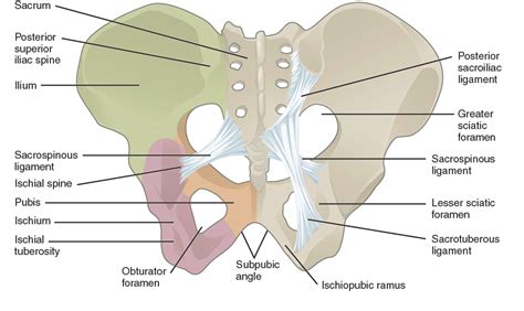 Pelvic Girdle Pain: What, Where, When, Who, Why and How to manage it ...