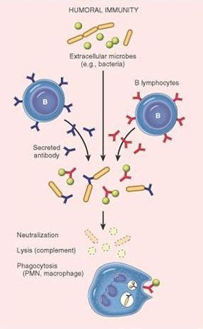 16 best Immunology Diagrams images on Pinterest | Nursing schools, Schools for nursing and ...