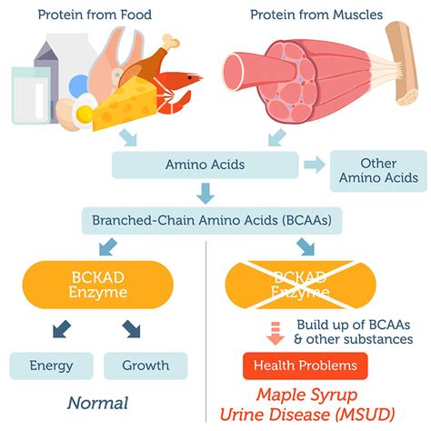 Maple Syrup Urine Disease (Type 1B) DNA Test – DNA Access Lab