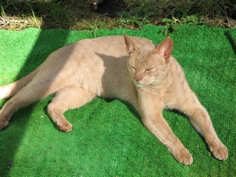 Encyclopedia of Cats Breed: Fawn Abyssinian Cat