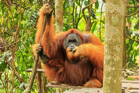 26 Amazing Types of Apes - Outforia