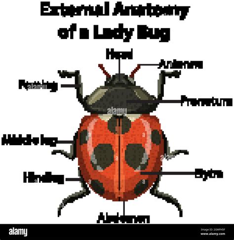 External Anatomy of a Lady Bug on white background Stock Vector Image ...