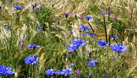 Native Plants of the Texas Coastal Plains | Sciencing