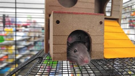 How To Choose The Best Bedding For Rats - Family Hype