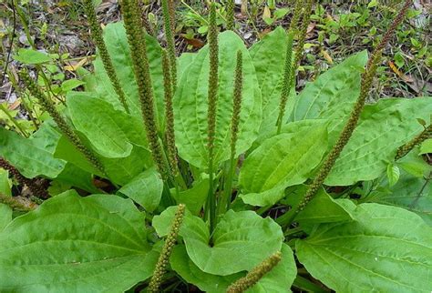 Plantain - healthy herb | theHERBAL Cache