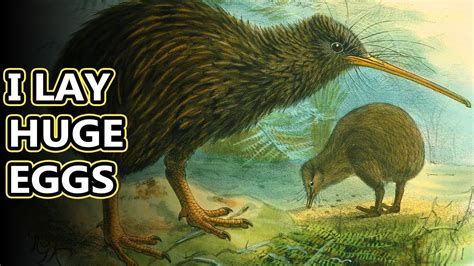 Kiwi facts: New Zealand's flightless birds | Animal Fact Files - YouTube